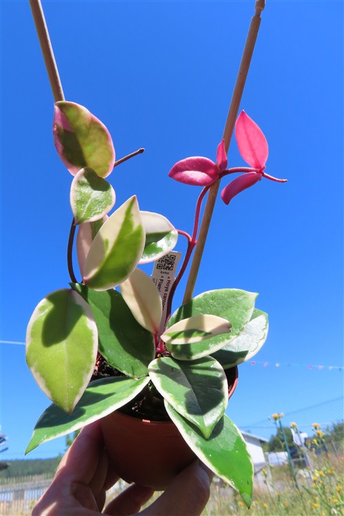 Hoya carnosa Flamingo Dream