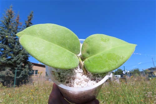 Hoya calycina stargazer