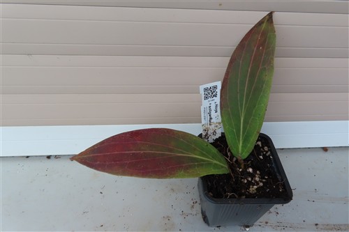 Hoya soligamiana