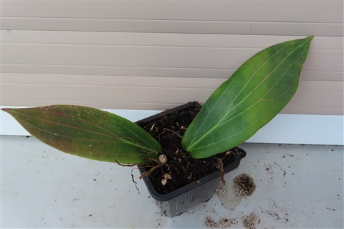 Hoya soligamiana