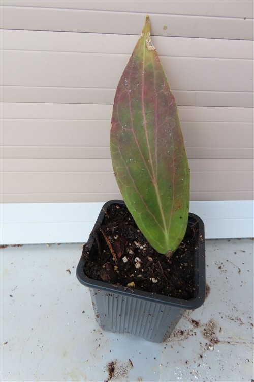 Hoya soligamiana