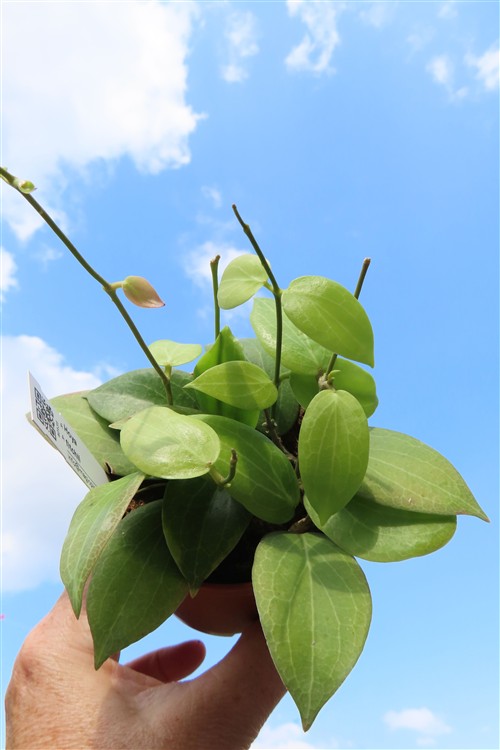Hoya fitchii