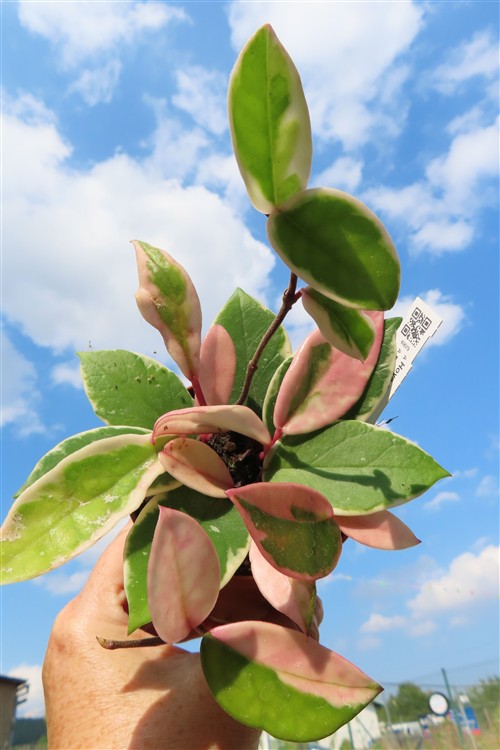 Hoya carnosa Flamingo Dream