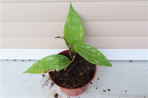 Hoya sp. Rangsan Star of Borneo