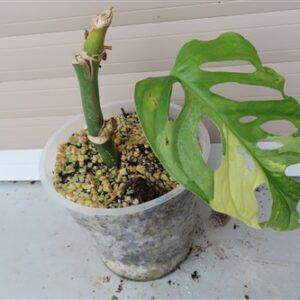 Monstera adansonii variegata