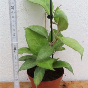 Hoya verticillata Wayang Splash