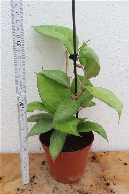 Hoya verticillata Wayang Splash