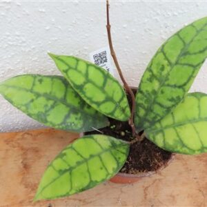 Hoya callistophylla Black Cat