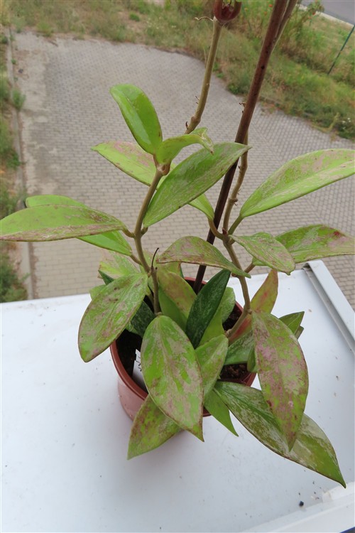 Hoya pubicalix splash Silver Spot