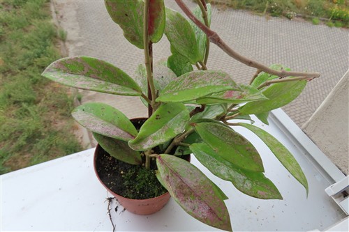 Hoya pubicalix splash Silver Spot
