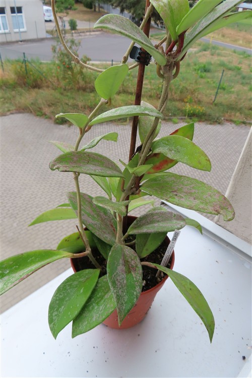 Hoya pubicalix splash Silver Spot