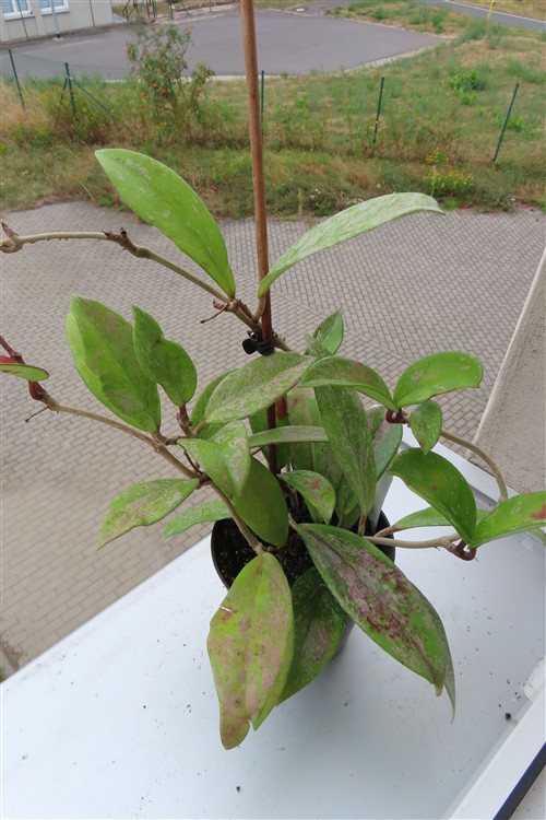 Hoya pubicalix splash Silver Spot
