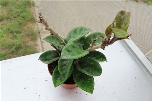 Hoya carnosa compacta eight