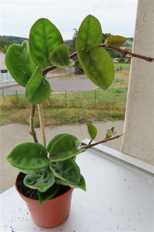 Hoya carnosa compacta eight