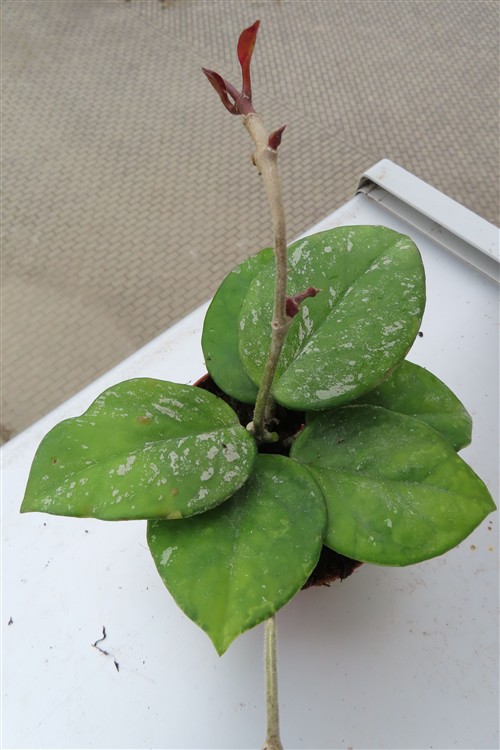 Hoya Freckles Splash