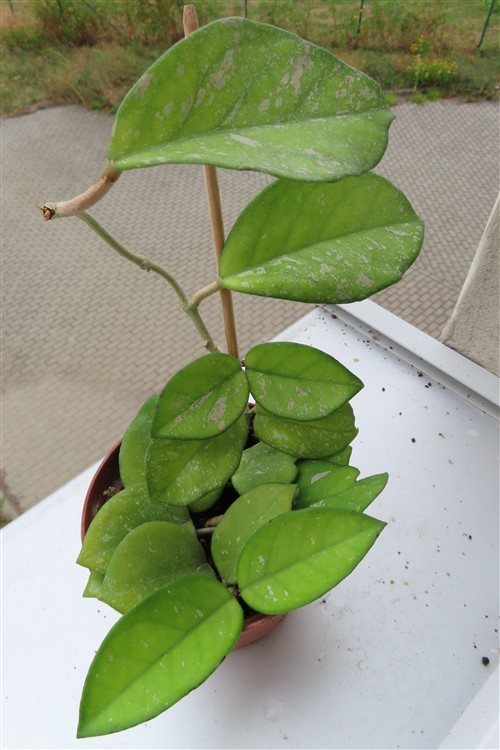 Hoya Freckles Splash