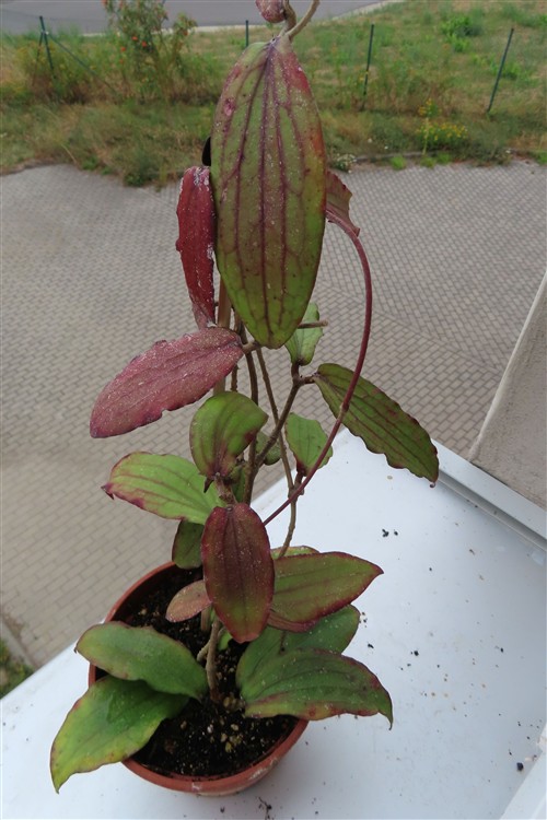 Hoya erythrina