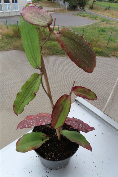 Hoya erythrina
