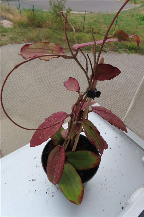 Hoya erythrina