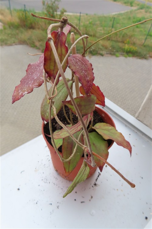 Hoya erythrina