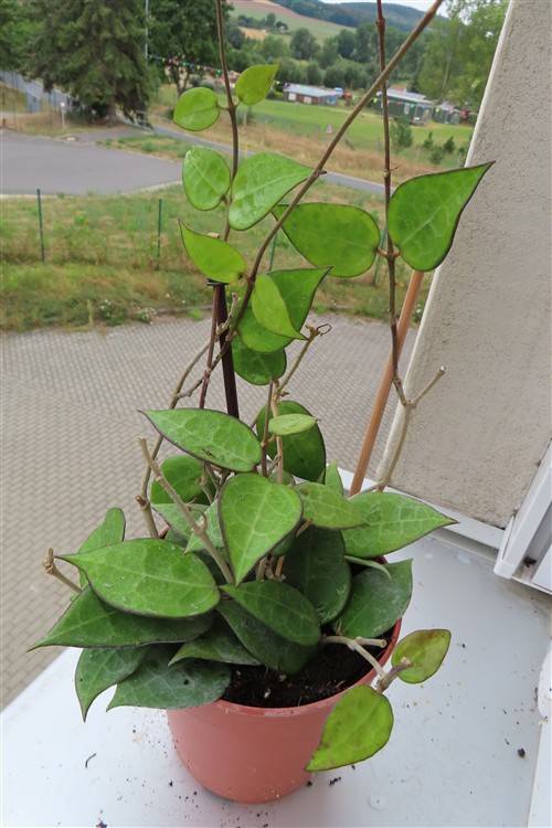 Hoya parasitica black edge
