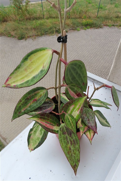 Hoya macrophylla pot of gold