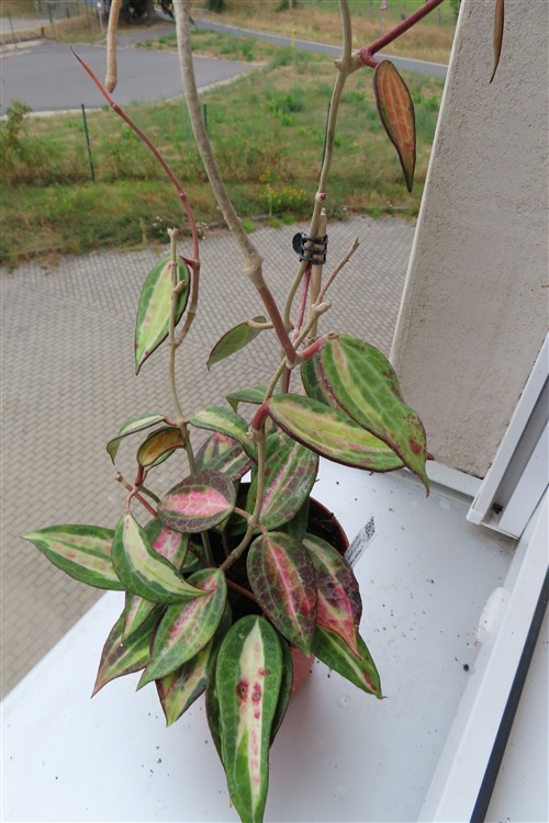 Hoya macrophylla pot of gold