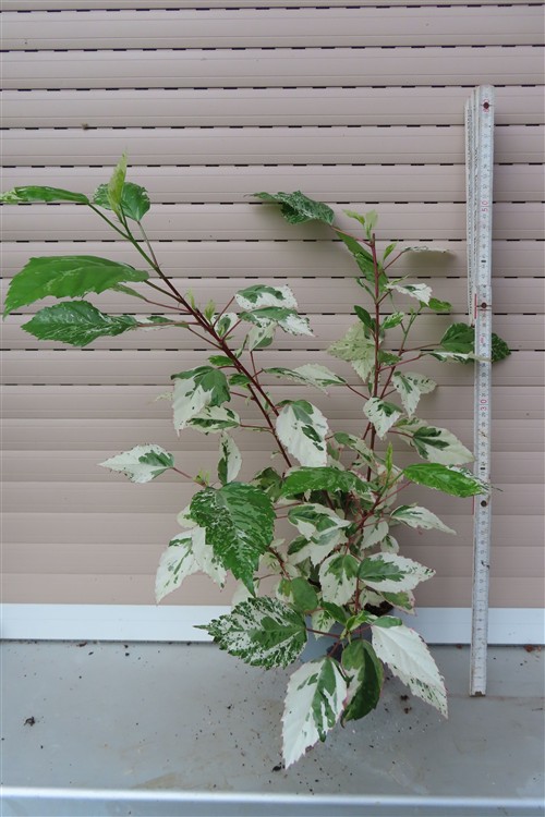 Hibiskus rosa-sinensis