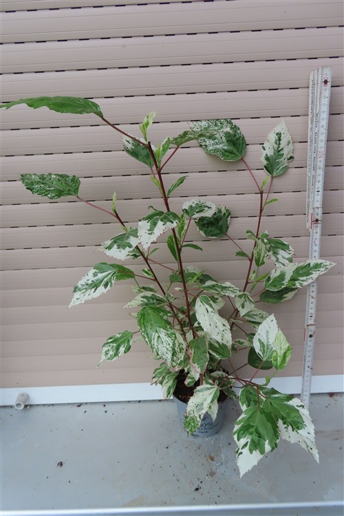 Hibiskus rosa-sinensis