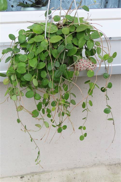 Hoya mathilde