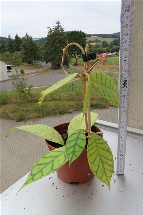 Hoya callistophylla