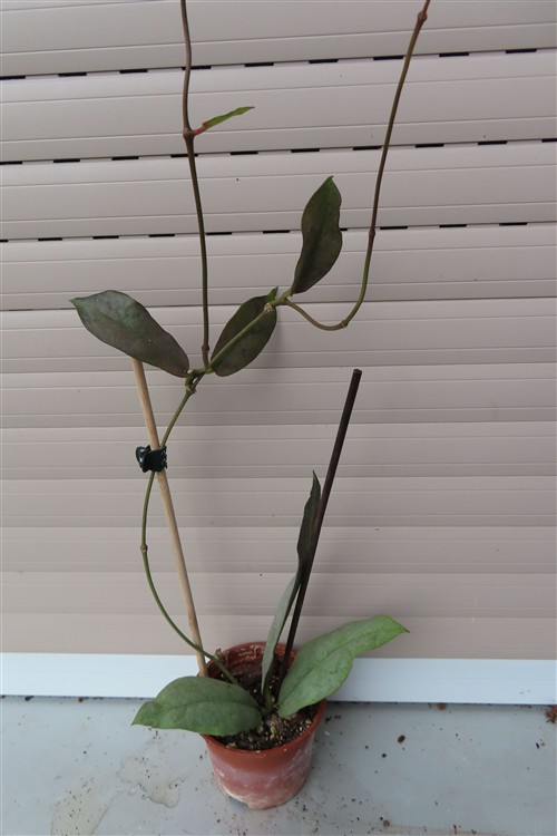 Hoya Mitrata silver