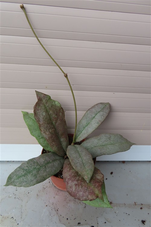 Hoya Mitrata silver