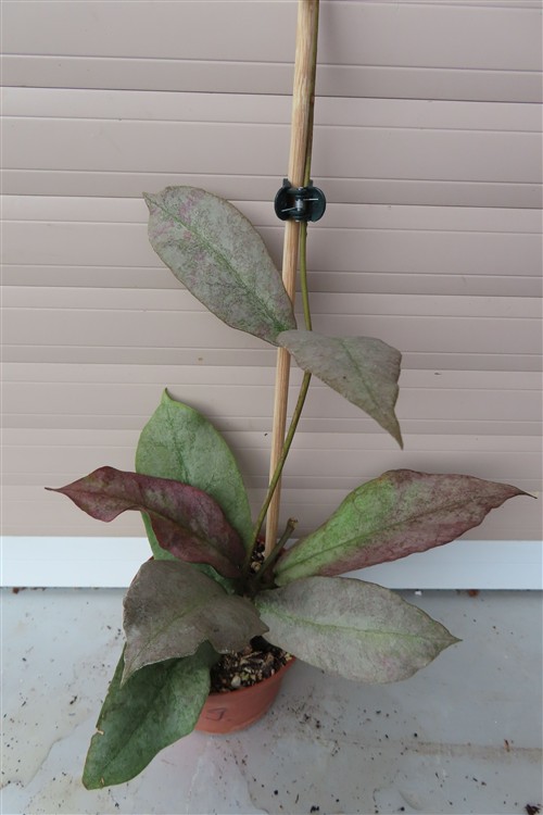 Hoya Mitrata silver