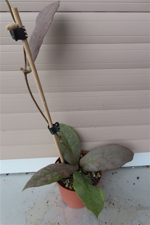 Hoya Mitrata silver