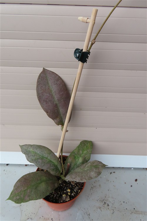 Hoya Mitrata silver