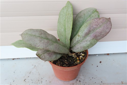 Hoya Mitrata silver