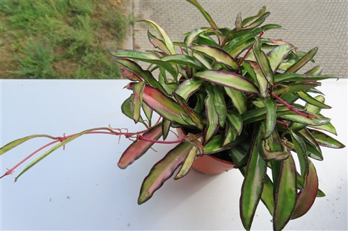 Hoya wayetii tricolour