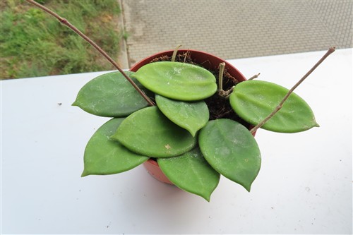 Hoya vangviengiensis