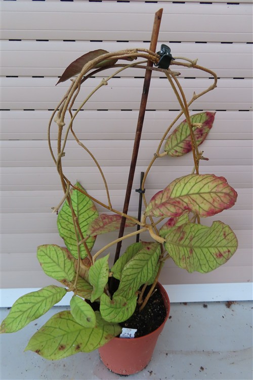 Hoya Sabah