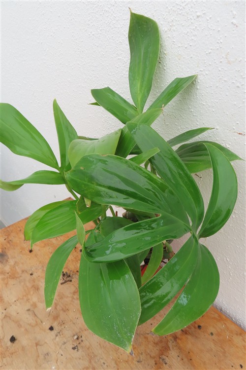 Epipremnum pinnatum Dragon Tail