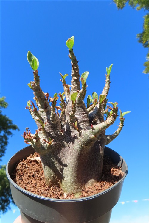 Adenium Baobab
