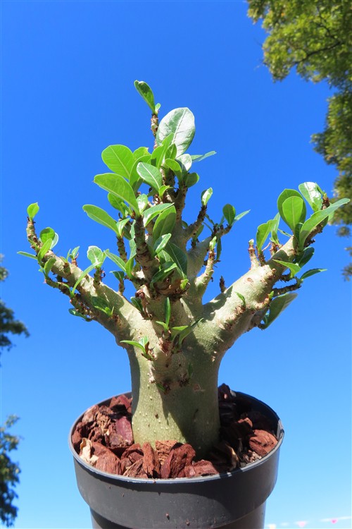Adenium Baobab