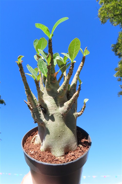 Adenium Baobab