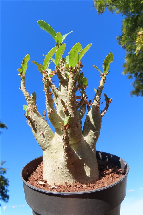 Adenium Baobab