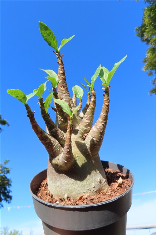 Adenium Baobab