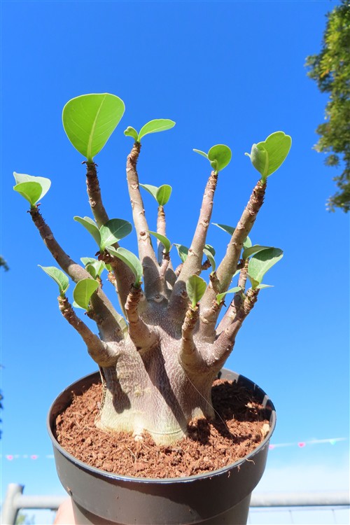Adenium Baobab