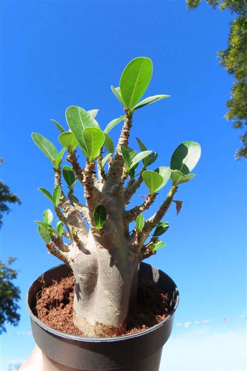 Adenium Baobab