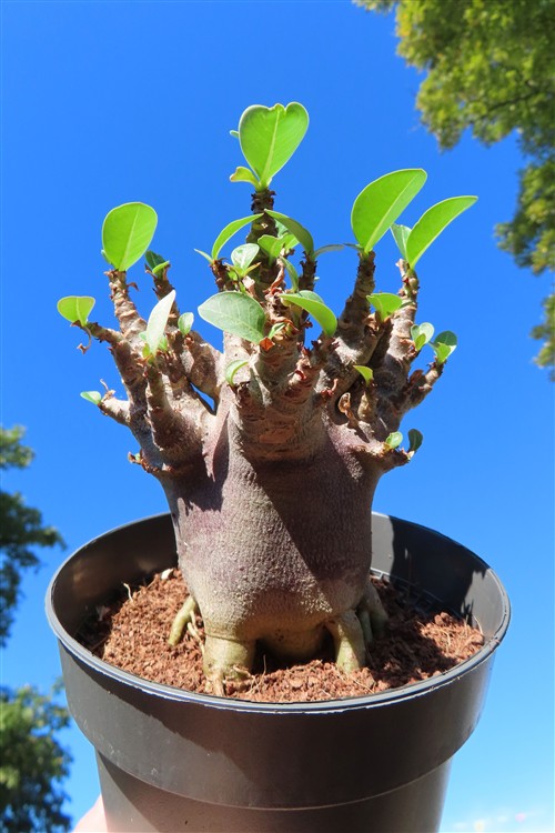 Adenium Baobab