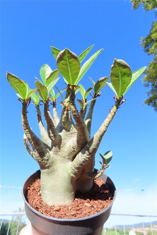 Adenium Baobab